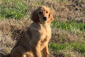 Serenity - puppy for sale