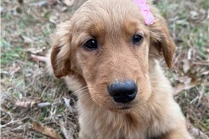 Adri - Golden Retriever for sale