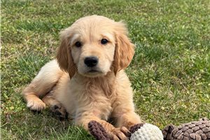 Acorn - puppy for sale