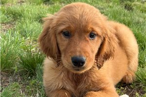 Thea - puppy for sale