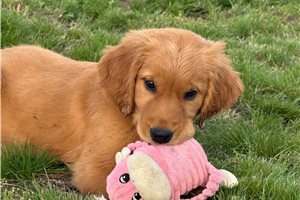 Tiana - Golden Retriever for sale