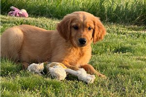 Tamara - Golden Retriever for sale
