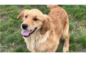 Serenity - Golden Retriever for sale