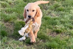 Acorn - Golden Retriever for sale