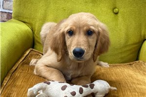 Tamara - Golden Retriever for sale
