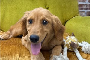 Tamara - Golden Retriever for sale