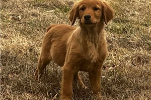 Sarah - Golden Retriever for sale