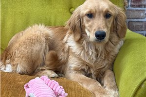 Serenity - Golden Retriever for sale