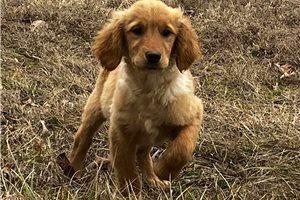 Serenity - Golden Retriever for sale