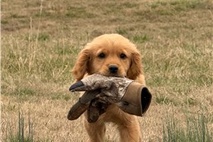 Alexandro - Golden Retriever for sale