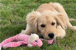 Samuel - Golden Retriever for sale