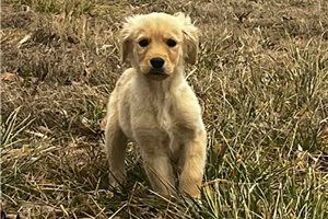 Samuel - Golden Retriever for sale