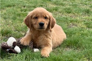 Adler - Golden Retriever for sale
