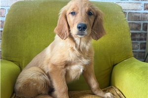 Thea - Golden Retriever for sale