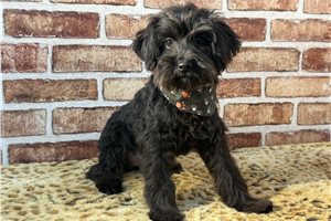 Fernando - Schnoodle for sale