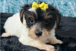 Trish - puppy for sale