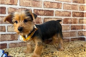 Beau - Yorkshire Terrier - Yorkie for sale