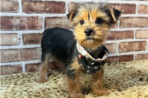 Baylor - Yorkshire Terrier - Yorkie for sale