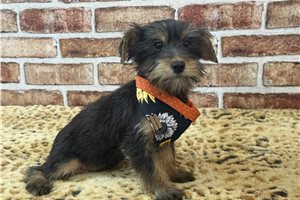 Tatum - Yorkshire Terrier - Yorkie for sale