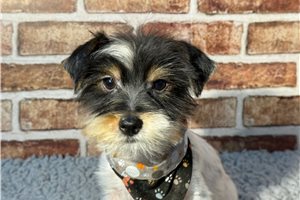 Theodore - Yorkshire Terrier - Yorkie for sale