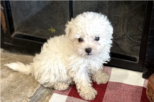 Bristol - Bichon Frise for sale