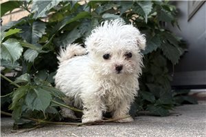 Jenna - Bichon Frise for sale