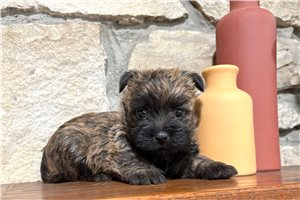 Hope - Cairn Terrier, placed in Salina