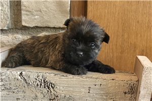 Helen - Cairn Terrier for sale