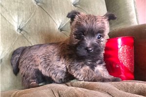 Sparia - Cairn Terrier for sale