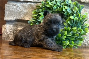 Emery - Cairn Terrier for sale