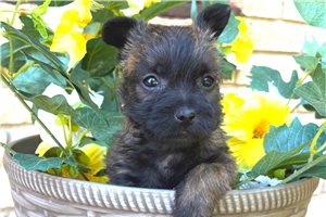 Faith - Cairn Terrier for sale