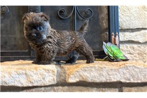 Hosanna - Cairn Terrier for sale