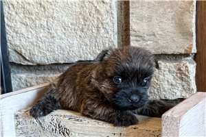 Hosanna - Cairn Terrier for sale
