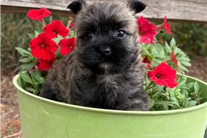 Hillary - puppy for sale