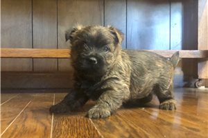 Wally - Cairn Terrier for sale