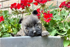 Elyssa - Cairn Terrier for sale
