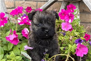 Elena - Cairn Terrier for sale