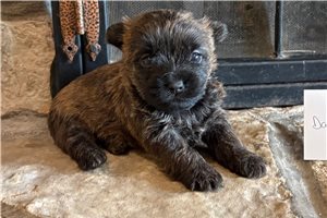 Helda - Cairn Terrier for sale