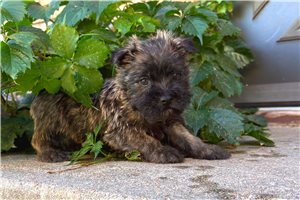 Hickory - Cairn Terrier for sale