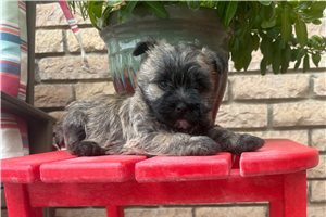 Hercules - puppy for sale