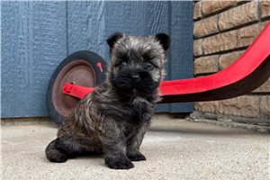 Hunter - puppy for sale