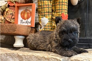Meatloaf - puppy for sale