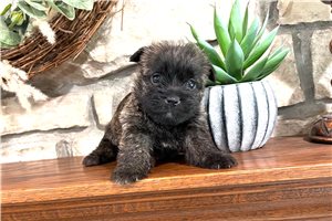 Helda - Cairn Terrier for sale