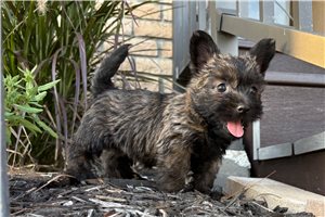 Fancy - Cairn Terrier for sale
