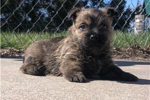 Brinx - Cairn Terrier for sale
