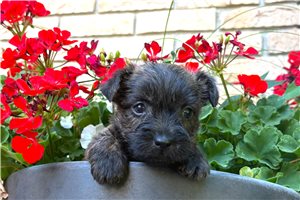 Freddie - Cairn Terrier for sale
