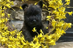 Amber - Cairn Terrier for sale