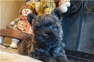 Meatloaf - Cairn Terrier for sale