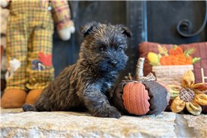 FrenchFry - Cairn Terrier for sale