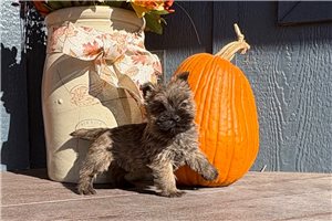 Wally - Cairn Terrier for sale